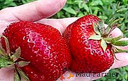 Strawberry "Zenga Zengana": descriere și cultivare