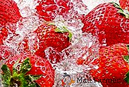 Beneficiile și cele mai bune metode de înghețare a căpșunilor pentru iarnă
