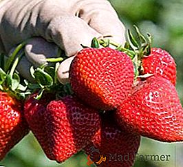 Les meilleures variétés de grosses fraises