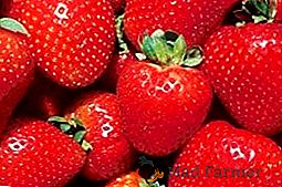 Les fraises les plus délicieuses