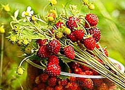 Les variétés les plus populaires de fraises et de fraises bezosoy remontant