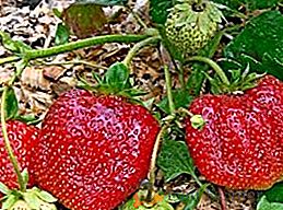 Pravidlá pre výsadbu a starostlivosť o jahody "ruská veľkosť"