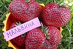 Segreti di fragole in crescita "Malvina" sul loro sito