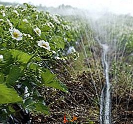 Suggerimenti e consigli sull'irrigazione delle fragole