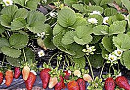 TOP 10 des meilleures variétés de fraises réparatrices