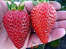 Variété de fraises "Albion"