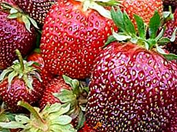 Variété de fraises "Reine Elizabeth"