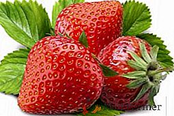 Variedad de fresas "Tsarina": características detalladas y peculiaridades de cultivar una variedad