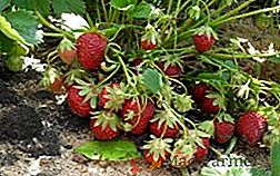 Nous cultivons des fraises "Mara de Bois" dans le pays