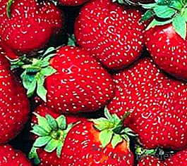 Qu'est-ce qu'une fraise remontante (framboise, fraise)