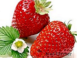Quelles sortes de fraises sont les meilleures pour cultiver en banlieue