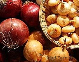 Najlepsze odmiany cebuli: cechy sadzenia i pielęgnacji
