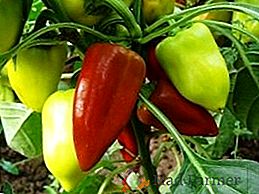 Slatka paprika: raste u stakleniku