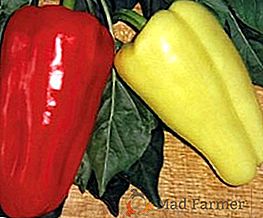 Suggerimenti per la semina e la cura del peperone dolce Gipsi F1