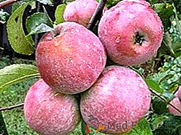 Яблука "Лобо": що потрібно знати садівникові?