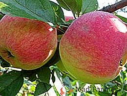 Nós plantamos a macieira "Medunitsa": tudo sobre as características da variedade, plantio e cuidado