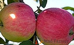 Plantamos a macieira "Melba": sobre as características da variedade e os requisitos para plantio e cuidado