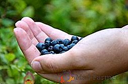 O que distingue blueberries de mirtilos