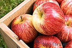 Zimske sorte jabolk za moskovsko regijo