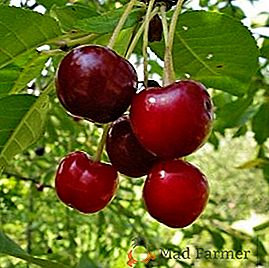 Cherry сорт "Vladimirskaya"