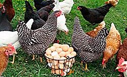 Značilnosti in pravila za hranjenje in hranjenje kokoši nesnic