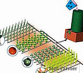 Système d'arrosage automatique: comment organiser l'irrigation goutte à goutte automatique