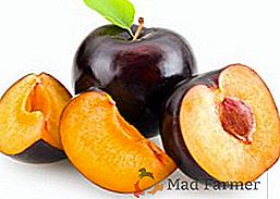 Plum: beneficiu, rău, conținut caloric, compoziție, aplicare