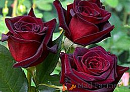 Roses na vrtu: pravila za sajenje, obrezovanje in gojenje cvetov
