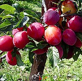 Слива персикова: опис і поради по вирощуванню