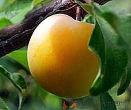 Ciruela "Honey white": una descripción de la variedad y agrotécnica del cultivo