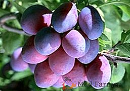 Variedades de ciruelas para su jardín