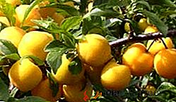 Familiarizarea cu soiurile populare de prune galbene