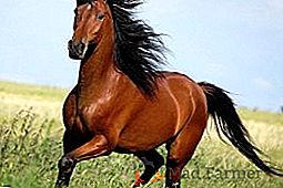 Cor cavalo de reprodução