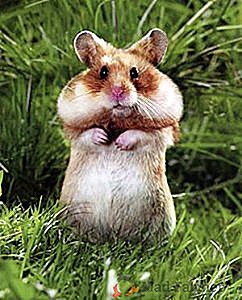 Un hamster sauvage lumineux et agressif dans le pays