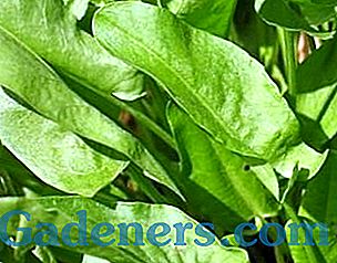 Skutiklio auginimas: šviežios žalumynai salotose ar boršte visada ranka