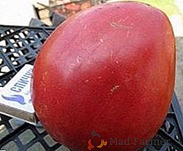 Tomates gigantes con sabor delicado - descripción y características de la variedad de tomate "Corazón de Águila"