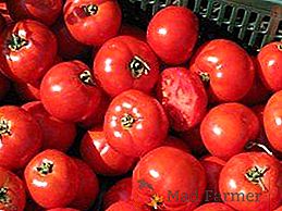 Krepysh z Holandska - opis charakteristík nádhernej odrody rajčiaka "Bobkat"