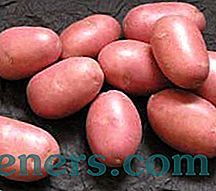 Vēlā kartupeļu šķirnes: stādīšanas datumi un audzēšanas noteikumi