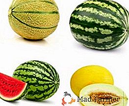 Lista de especies de melones y calabazas