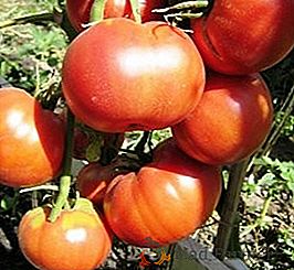 Una de las mejores variedades de la selección Altaic - tomate "Biysk Rose" - descripción y recomendaciones para el cuidado