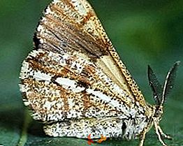 Pine Moth: nebezpečná krása vo vašich pumpings