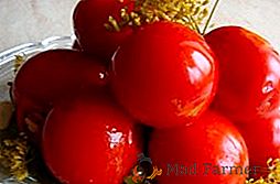 Recetas para hacer sabrosos tomates salados para el invierno