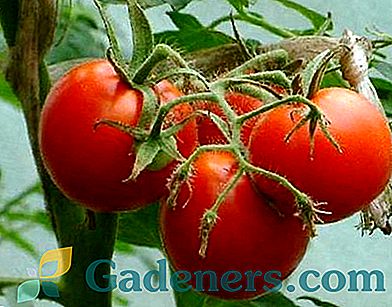 Tomātu tomāti: šķirņu apraksts un aprūpes noteikumi