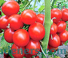 Rajčata Verlioque a Verlioq plus: vlastnosti odrůd, pravidla pro výsadbu a pěstování