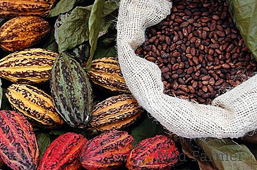 Les fèves de cacao ont commencé à devenir moins cher sur le marché mondial