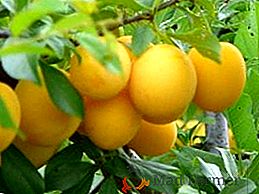 Prune jaune Les meilleures notes. Soins et plantation