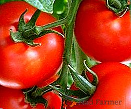 Fácil y simple: tomates en los Urales