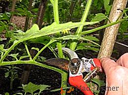 Comment bien protéger les tomates dans la serre, et pourquoi cela devrait-il être fait