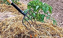 Mulching paradižnik v rastlinjaku, kako priti velik pridelek paradižnika