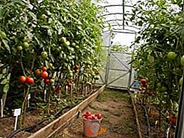 Tomates dans la serre - c'est facile! VIDEO